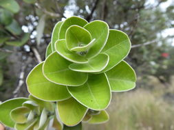 Imagem de Metrosideros polymorpha Gaud.