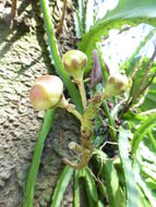 Image of Cannonball Tree