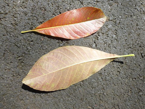 Image of Cannonball Tree