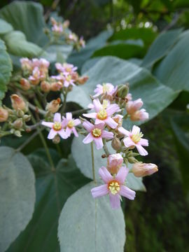 Image de Melochia umbellata (Houtt.) Stapf