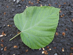 Image de Melochia umbellata (Houtt.) Stapf