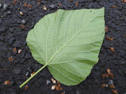 Image de Melochia umbellata (Houtt.) Stapf