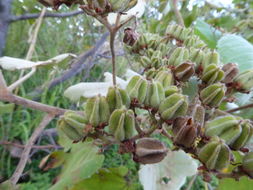 Image de Melochia umbellata (Houtt.) Stapf