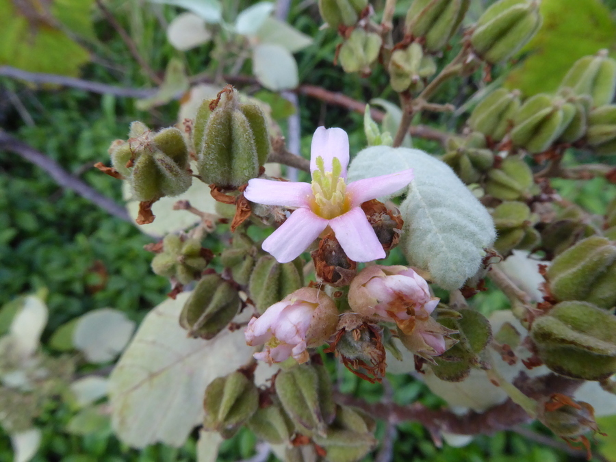 Image de Melochia umbellata (Houtt.) Stapf