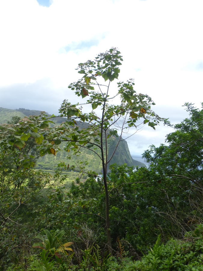 Image de Melochia umbellata (Houtt.) Stapf