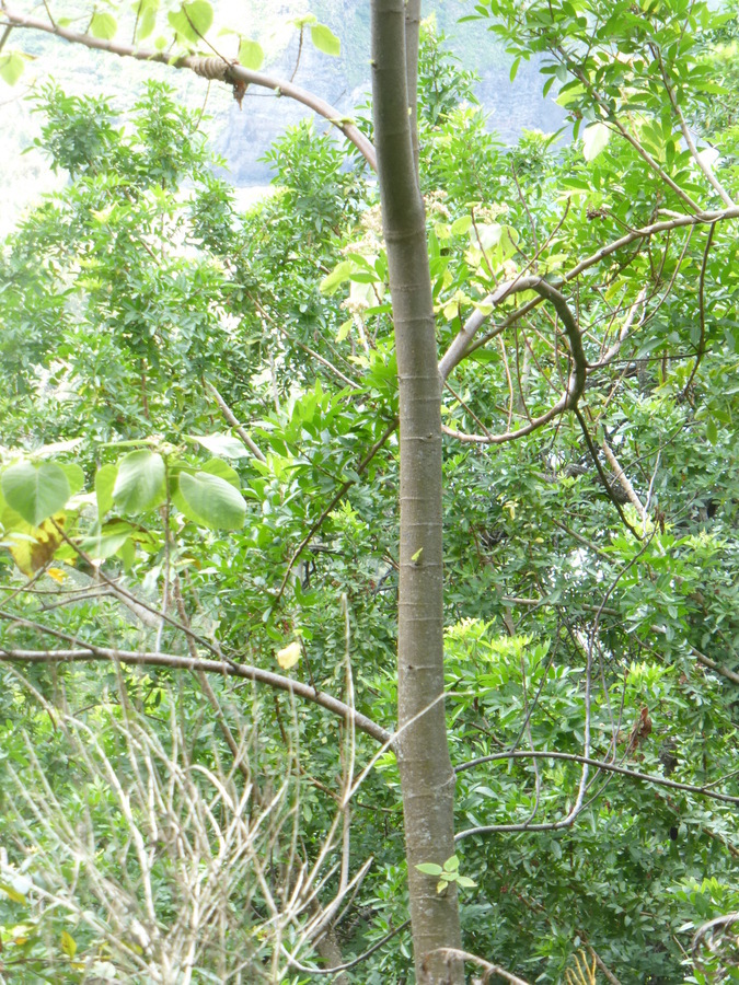 Image de Melochia umbellata (Houtt.) Stapf