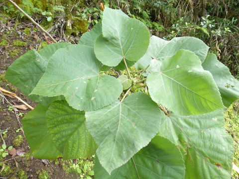 Image de Melochia umbellata (Houtt.) Stapf