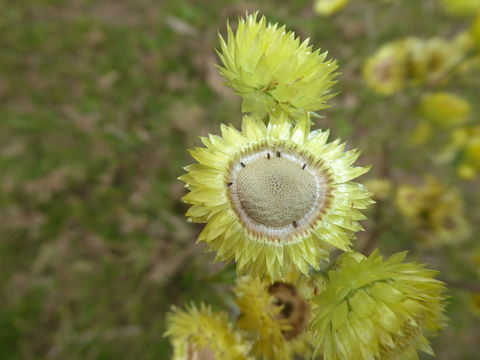 Image of stinking strawflower