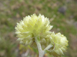 Image of stinking strawflower