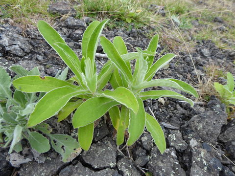 Image of stinking strawflower