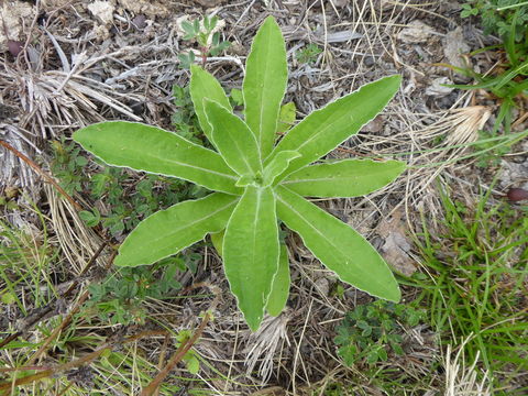 Image of stinking strawflower