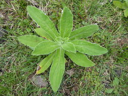 Image of stinking strawflower