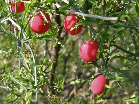 Image of slimlobe globeberry