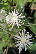 Plancia ëd Clematis drummondii Torr. & Gray