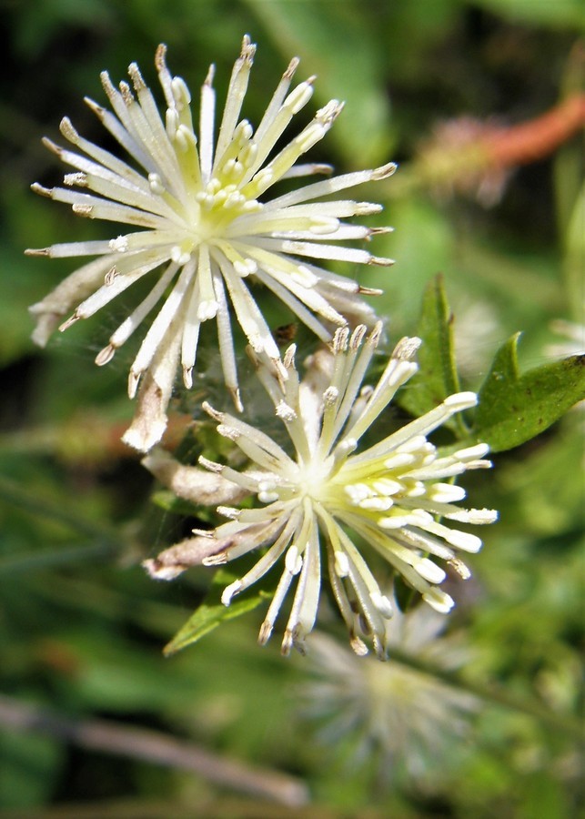 Plancia ëd Clematis drummondii Torr. & Gray