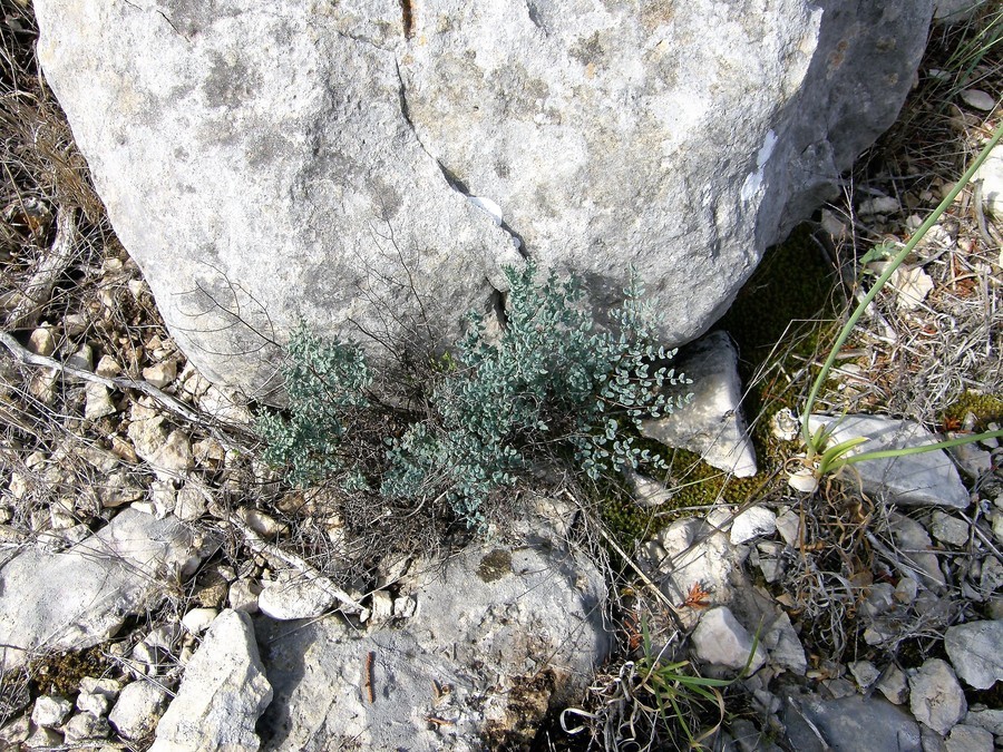 Image of Ovate-leaf Cliffbrake