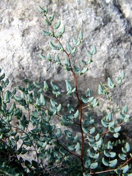 Image of Ovate-leaf Cliffbrake