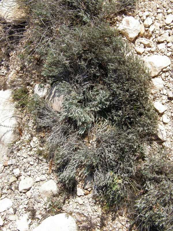 Image of <i>Thymophylla setifolia</i> var. <i>greggii</i>