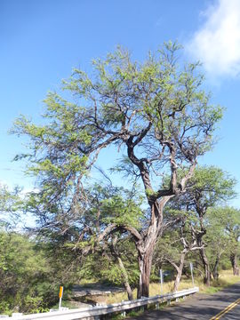 Plancia ëd Prosopis pallida (Willd.) Kunth