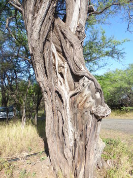 Plancia ëd Prosopis pallida (Willd.) Kunth