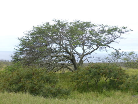 Image of kiawe