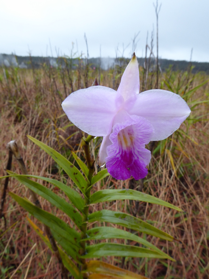 Image of Bamboo Orchid