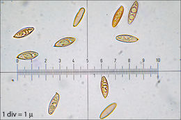 Image of Leccinellum griseum (Quél.) Bresinsky & Manfr. Binder 2003