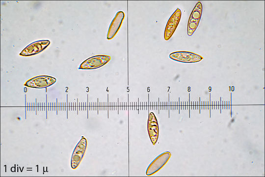 صورة Leccinellum griseum (Quél.) Bresinsky & Manfr. Binder 2003