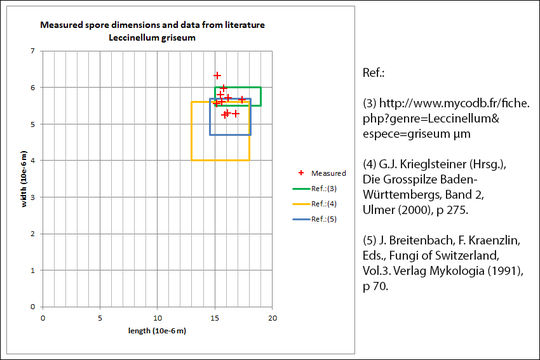 Image of Leccinellum griseum (Quél.) Bresinsky & Manfr. Binder 2003