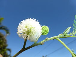 Image of white leadtree