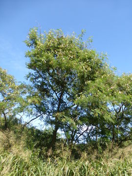 Plancia ëd Leucaena leucocephala (Lam.) de Wit