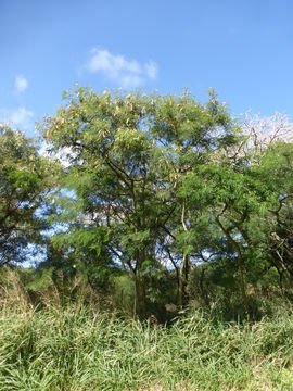 Image of white leadtree