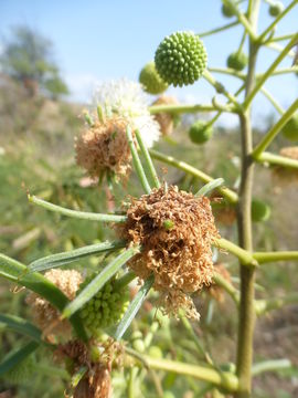 Plancia ëd Leucaena leucocephala (Lam.) de Wit