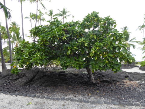 Image of Indian mulberry