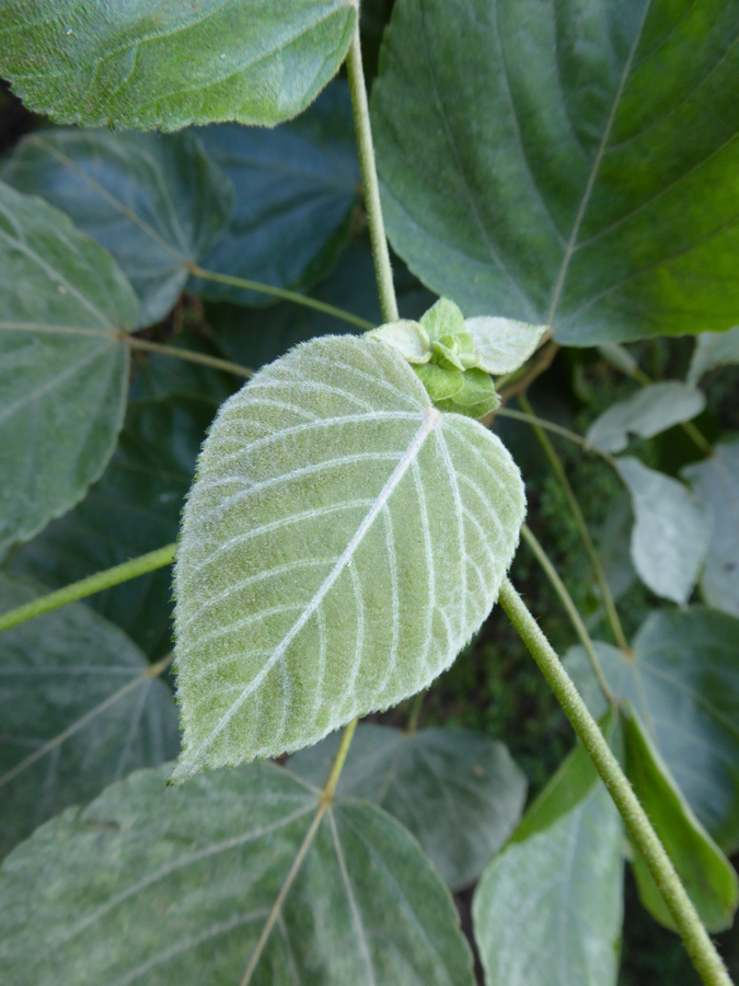 Image de Melochia umbellata (Houtt.) Stapf