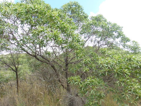 Myoporum sandwicense (A. DC.) Gray的圖片