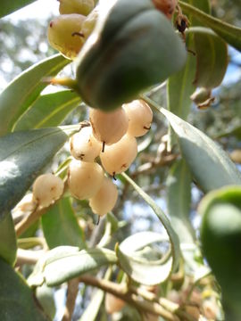 Myoporum sandwicense (A. DC.) Gray resmi