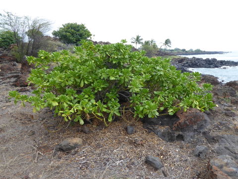 Image of beach naupaka