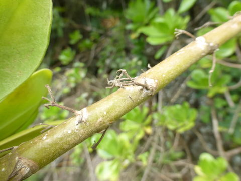 Image of <i>Scaevola taccada</i>