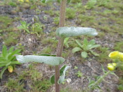 Image of stinking strawflower