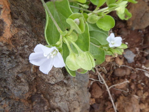 Sivun Jacquemontia ovalifolia (Choisy) Hall. fil. kuva