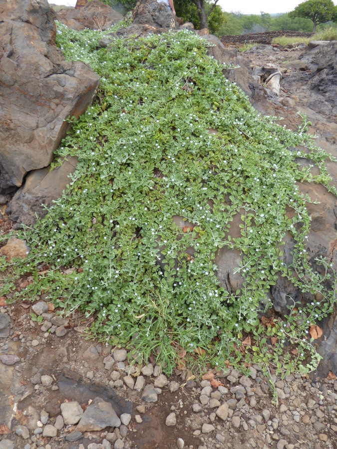Image of Oval-Leaf Clustervine