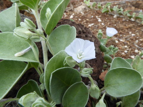 Sivun Jacquemontia ovalifolia (Choisy) Hall. fil. kuva