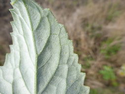 Image of Golden Crownbeard