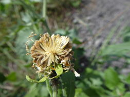 Image of Golden Crownbeard