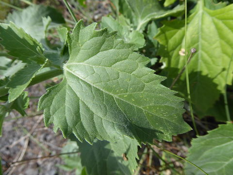 Image of Golden Crownbeard