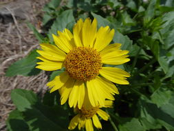 Image of Golden Crownbeard