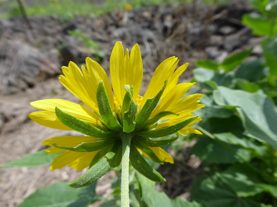 Image of Golden Crownbeard