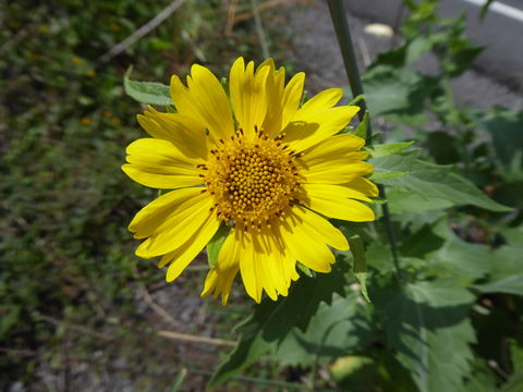 Image of Golden Crownbeard