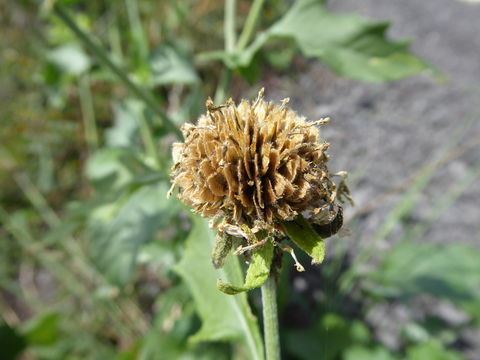 Image of Golden Crownbeard